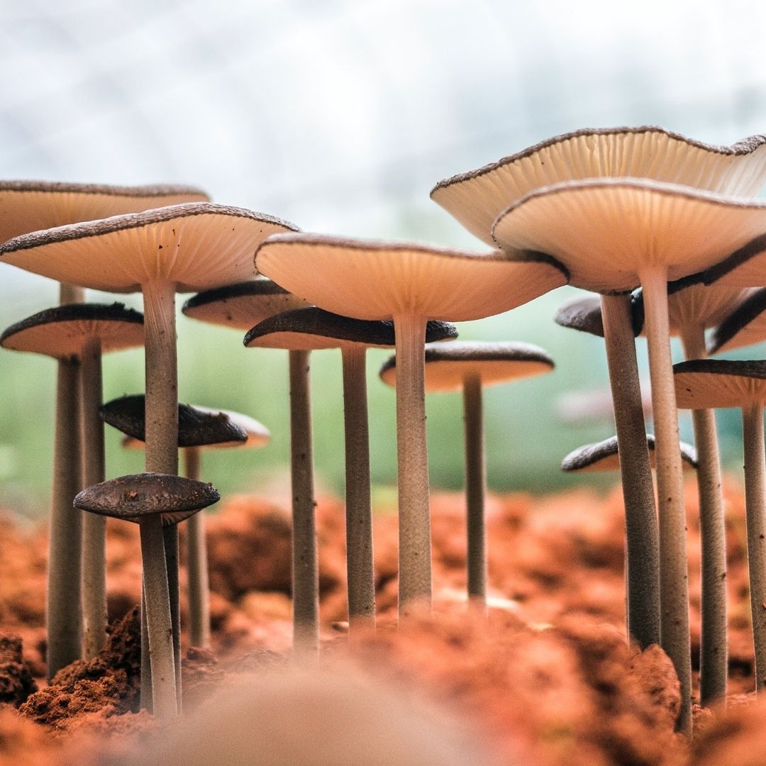 Mushrooms