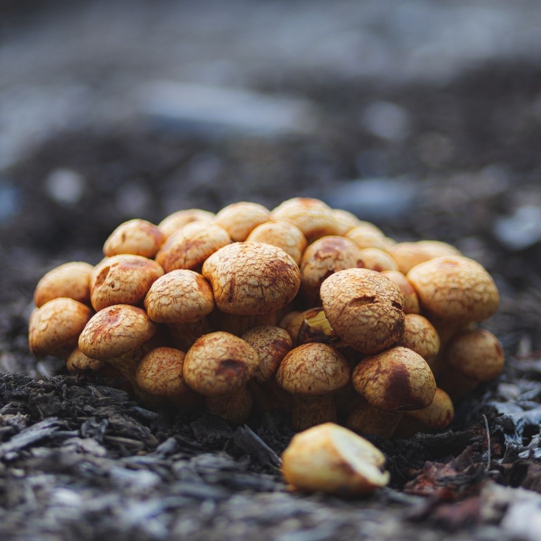 Mushrooms in dirt