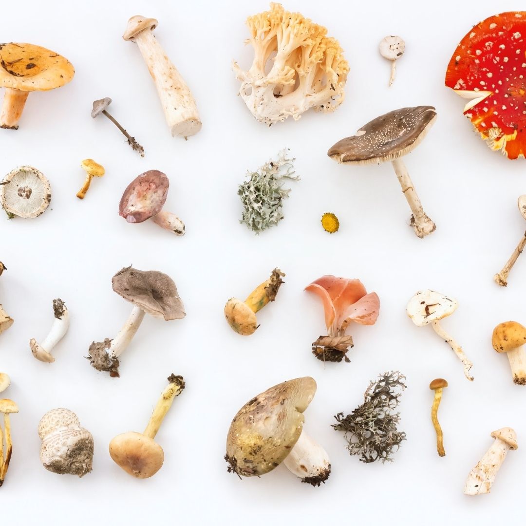 Variety on mushrooms on white background