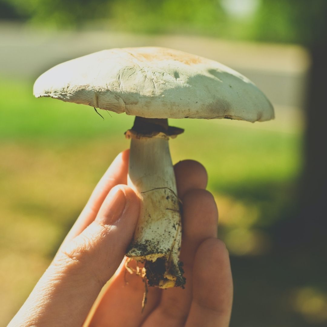 Person holding mushroom