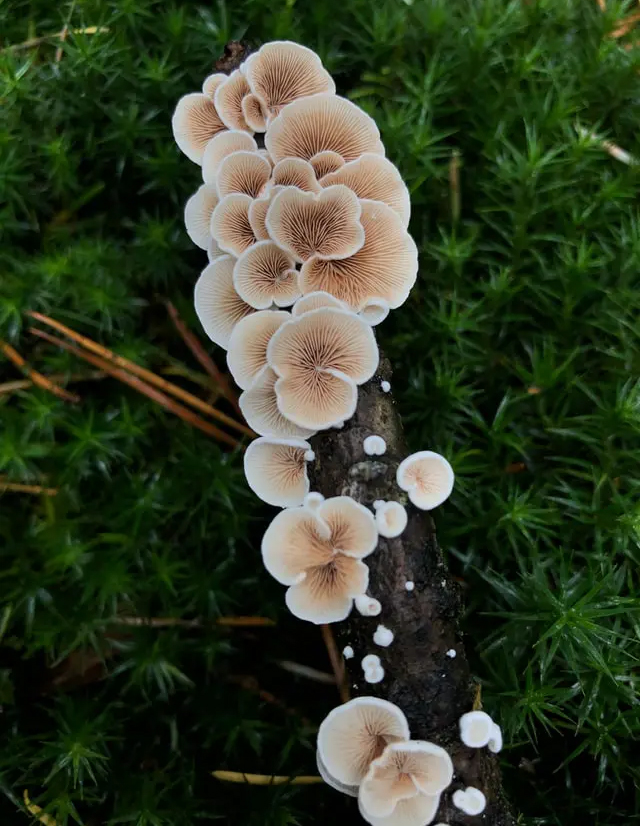 row of mushrooms