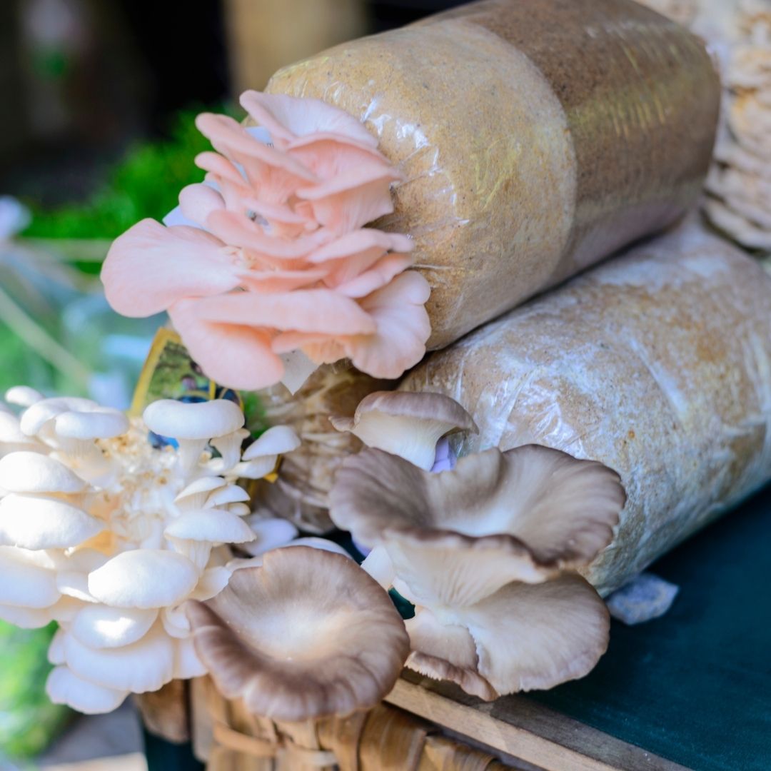 at-home mushroom kit by monster mushroom company