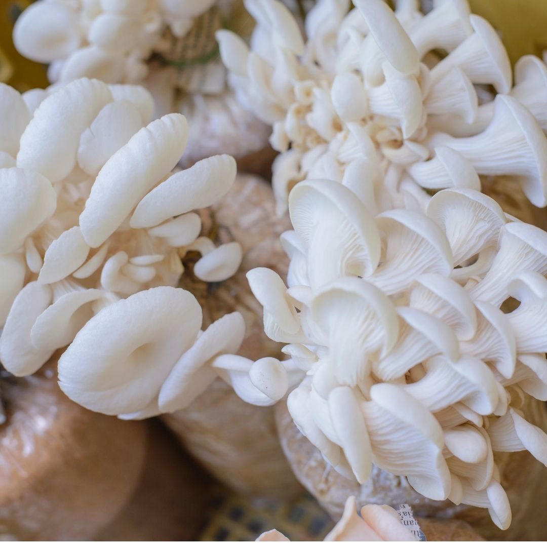 at-home mushroom kit by monster mushroom company
