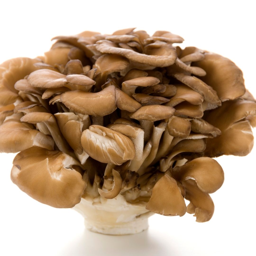 at-home mushroom kit by monster mushroom company