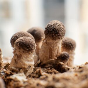 mushroom casing