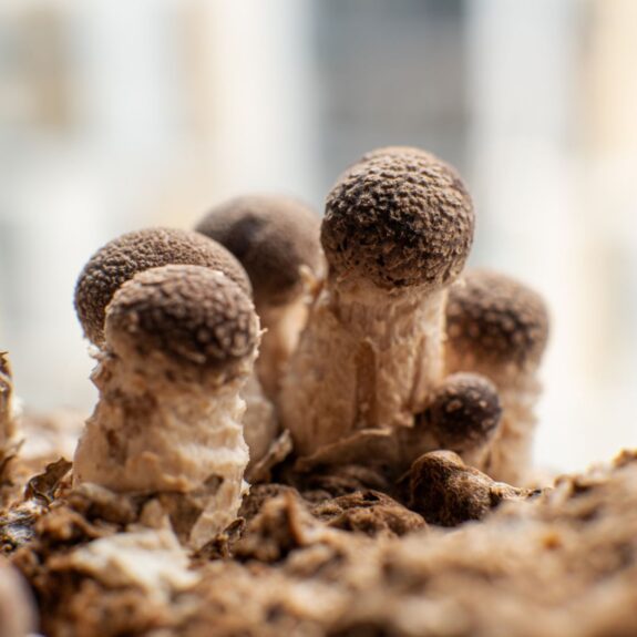 mushroom casing