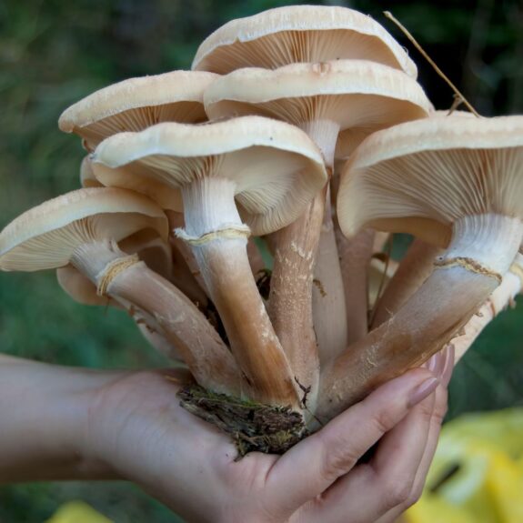 hand holding mushroom crop
