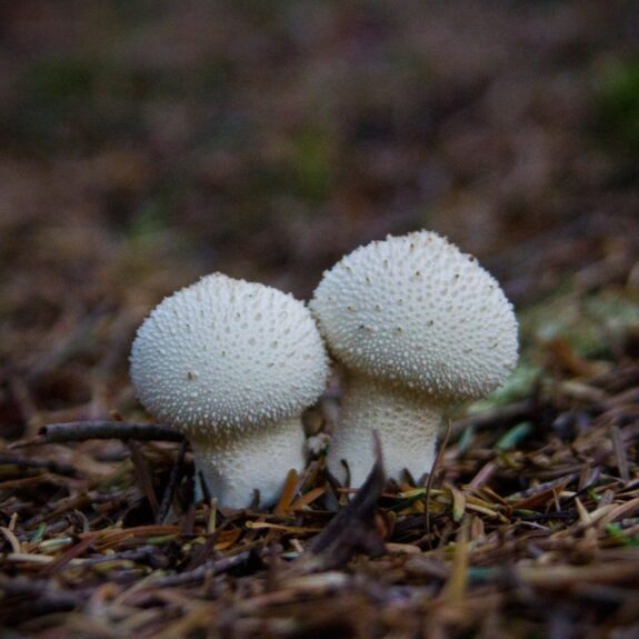 Mushrooms