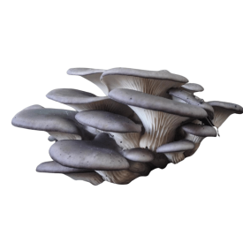 Fresh Blue Oyster mushrooms, showcasing their vibrant blue hue.