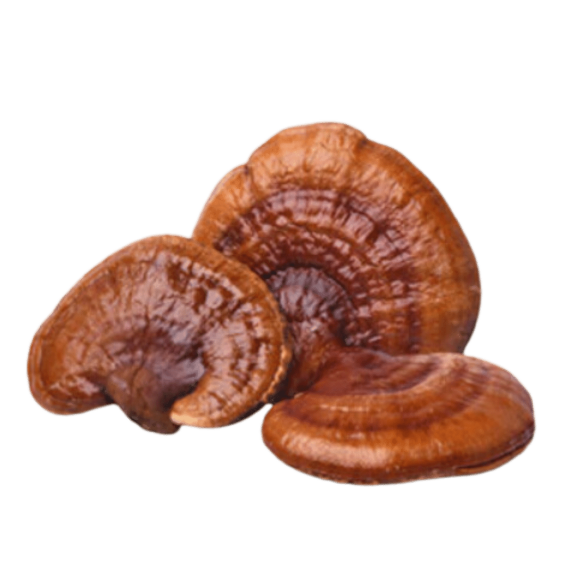 Reishi Mushroom Spores from Monster Mushroom Company emphasizing health and wellness advantages.