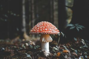Iconic red and white spotted mushroom growing in a natural forest setting.