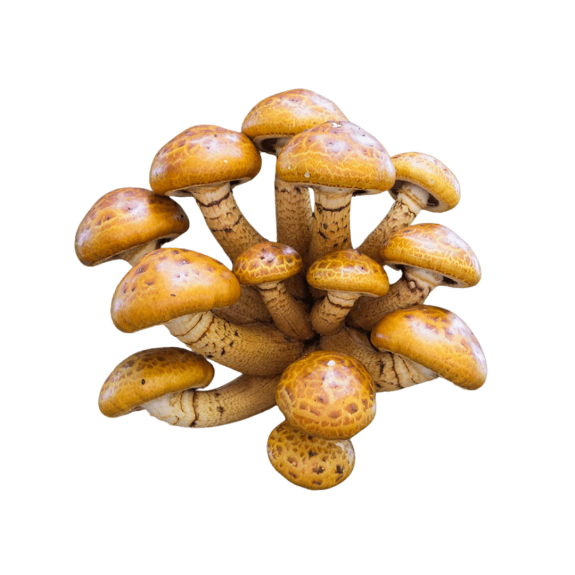 Premium Chestnut Gourmet Mushroom Liquid Culture for at-home mushroom growing