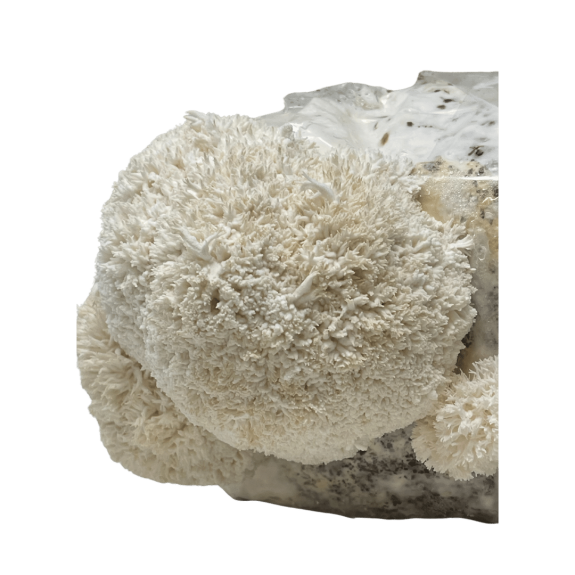Lion's Mane mushroom product displayed in a natural at-home mushroom grow bag setting, highlighting its distinctive white, shaggy appearance.
